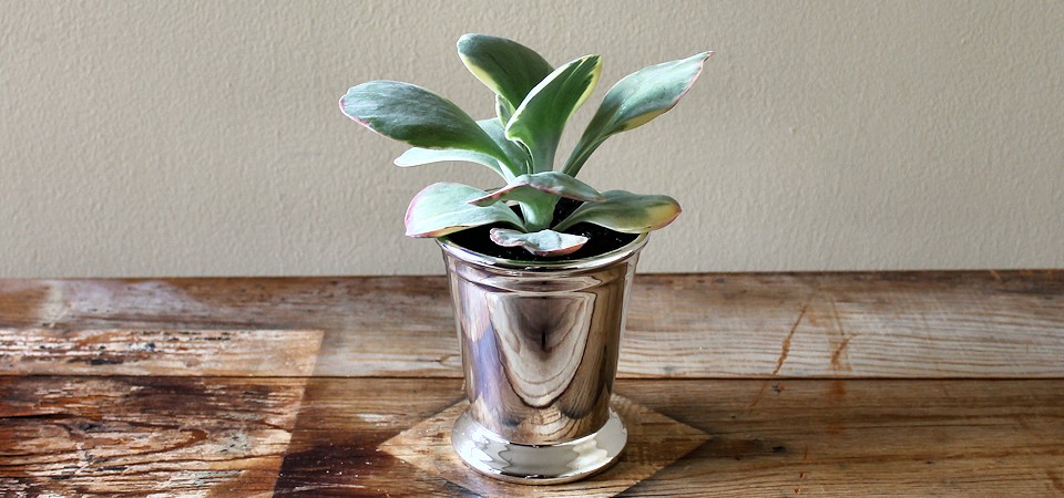 Kalanchoe in Mint Julep Cup