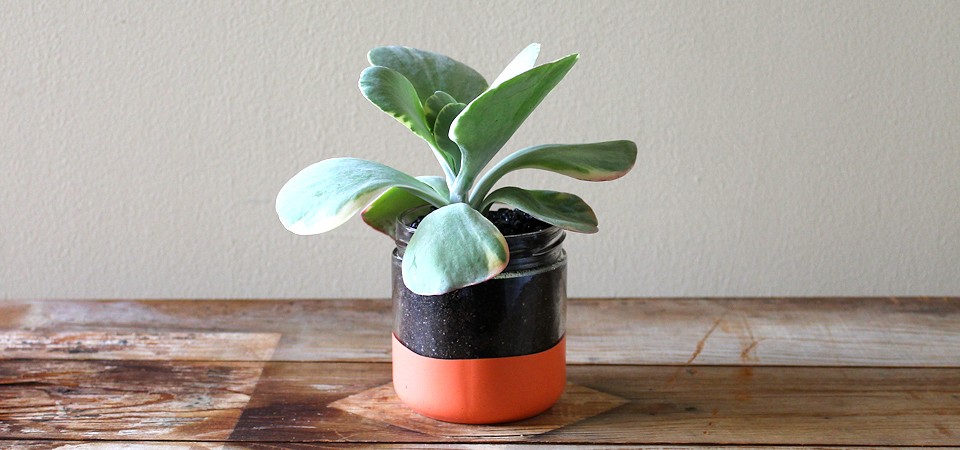 Kalanchoe in Bright Coral Jar