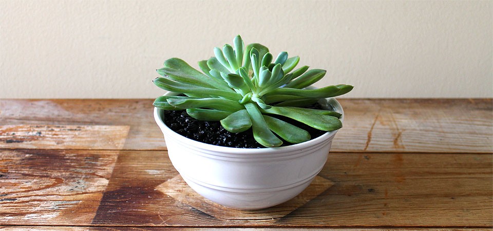 Opulent Green Succulent in White Bowl