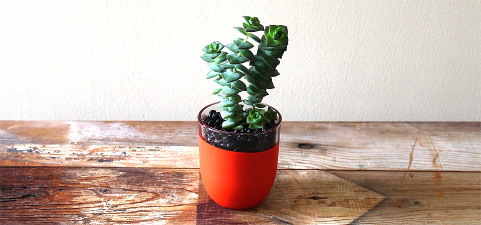 Tomato-Red Planter