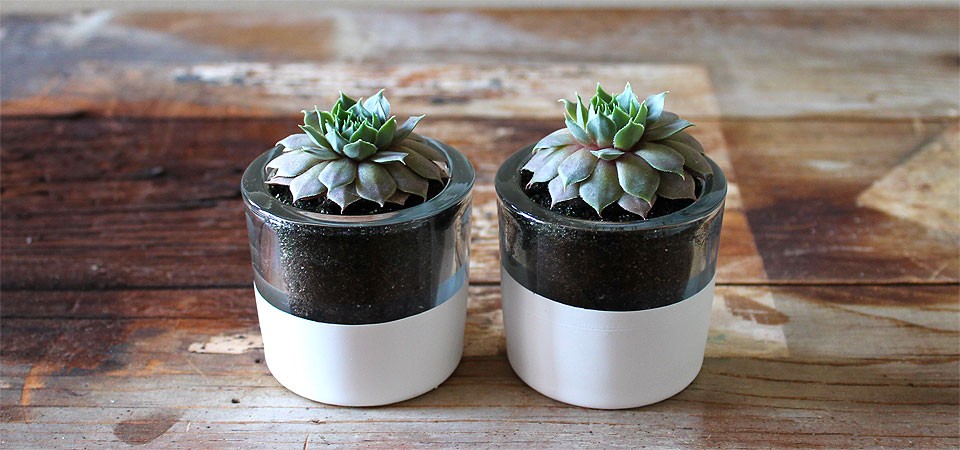 Hand-Dipped White Succulent Round