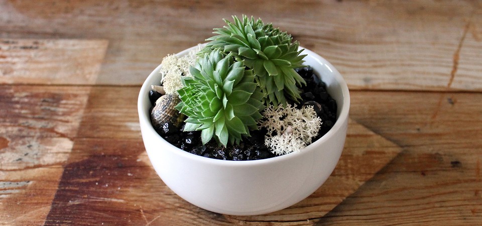 Classy Green Succulent in White Bowl