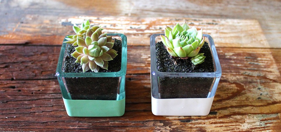 Hand-Dipped Succulent Square