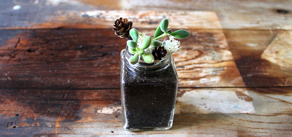 Succulents in Vintage Squared Jar
