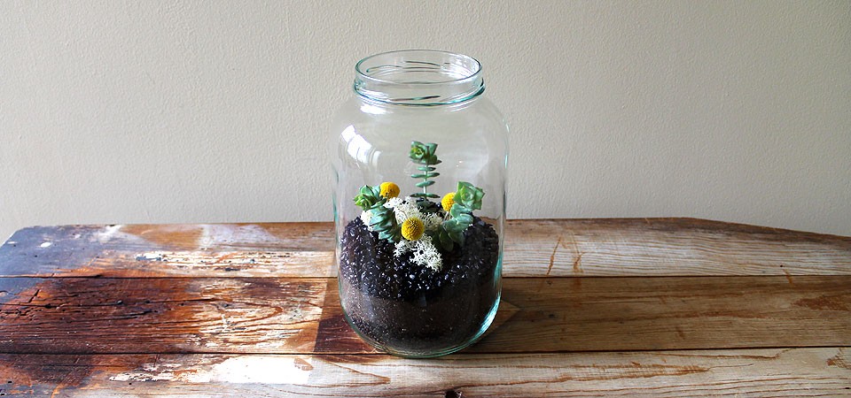 Crassula Perforata in Tall Storage Jar
