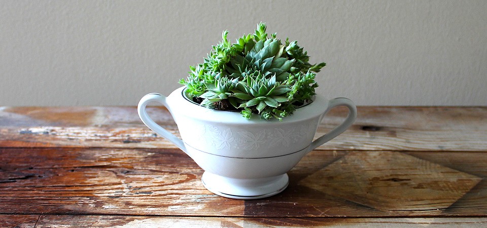 Clustered Succulents in Sugar Bowl