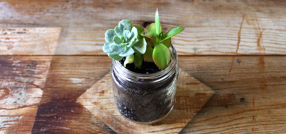 Two Succulents in a Jar