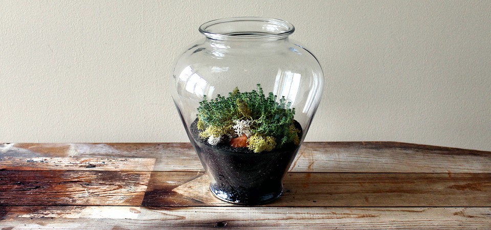 Sedum Acre in Large Terrarium