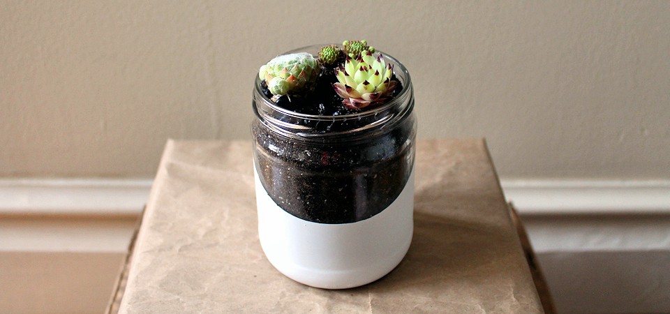 Three Succulents in Plunging, Hand-Dipped Jar