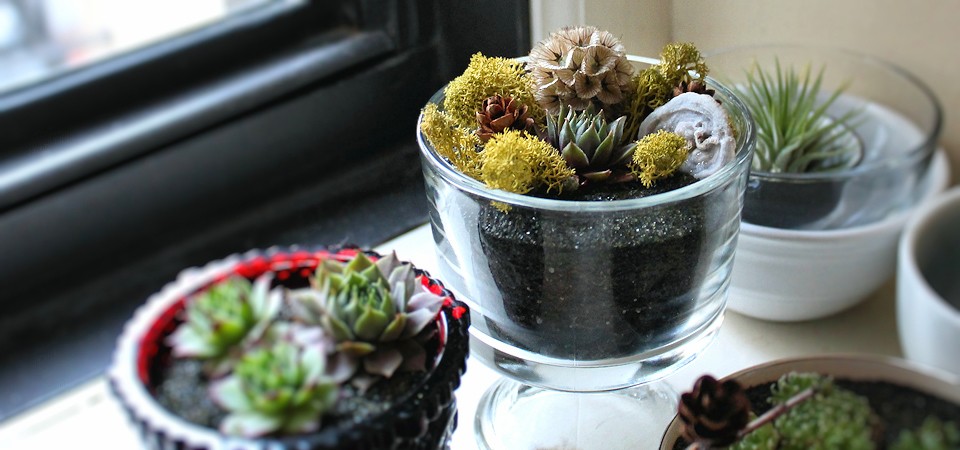Succulent Garden in a Dessert Dish