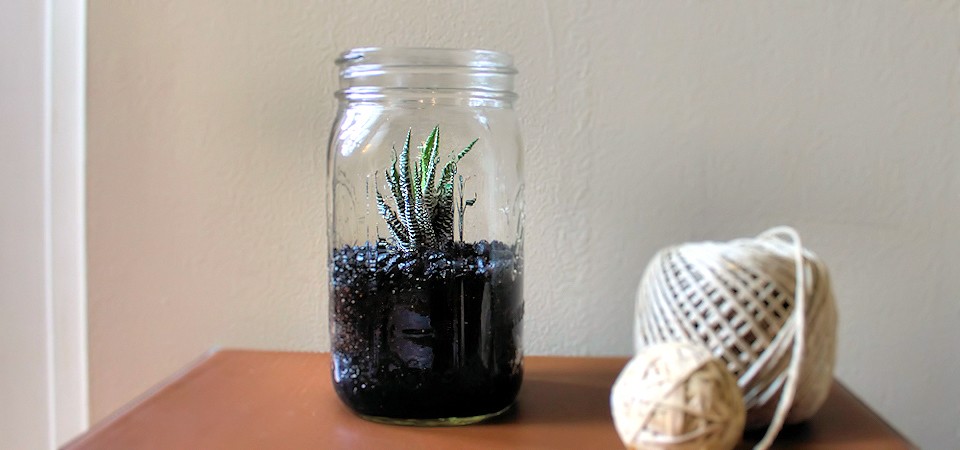 Zebra Plant in Canning Jar