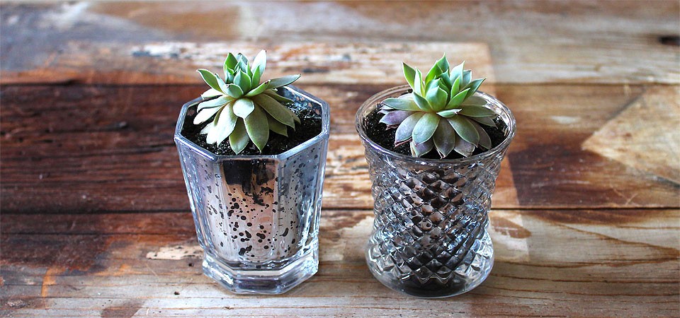 Succulent in Mercury Glass Jar