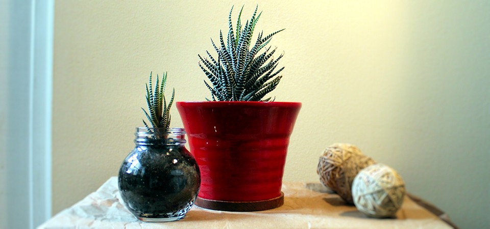 Zebra Plant in Red Pot