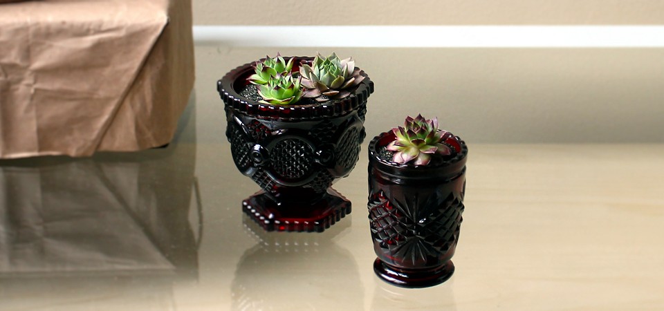 Ruby Red Succulent Set