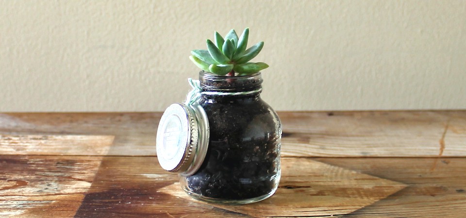 Green Succulent in Vintage Ross Laboratories Jar
