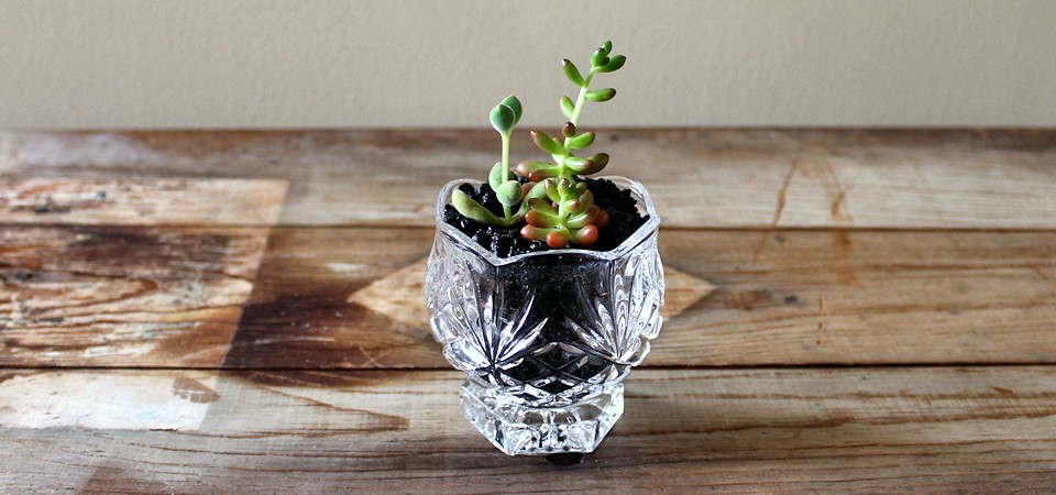 Sedum “Jelly Bean” in Leaded Glass Candle Holder