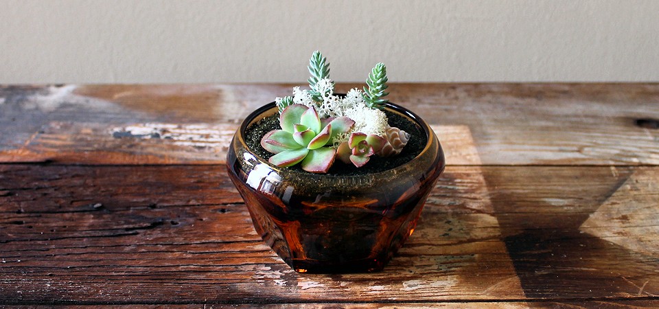 Sedum and Succulents in Vintage Amber Glass Dish