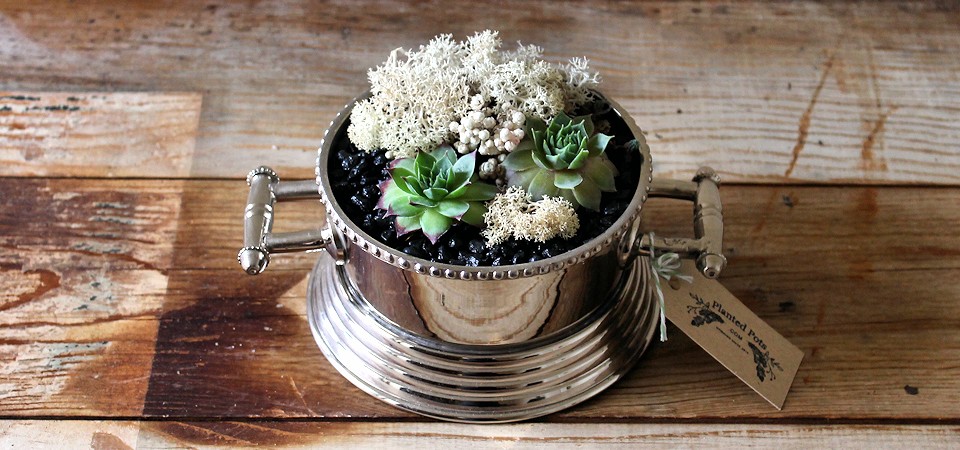Two Succulents in Polished Silver Dish