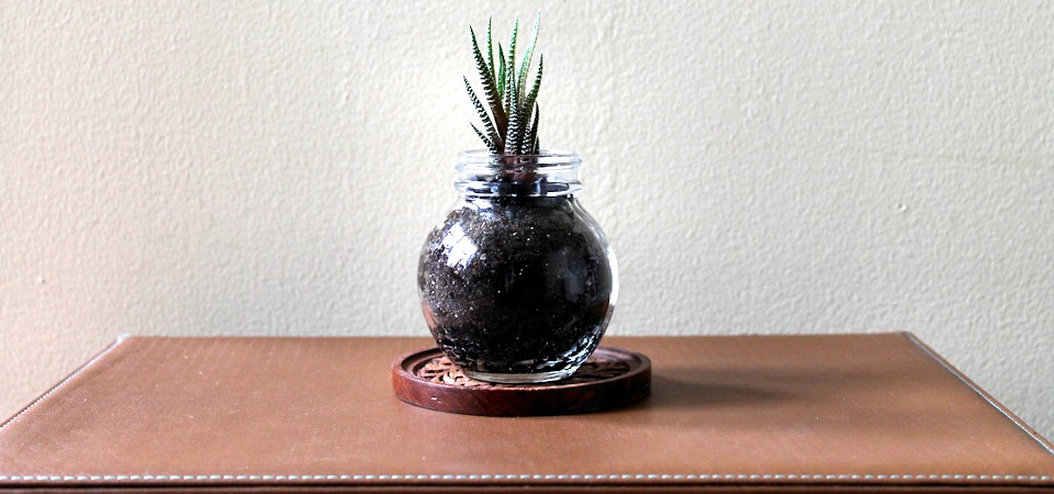Zebra Plant in Vintage “Florida” Marmalade Jar