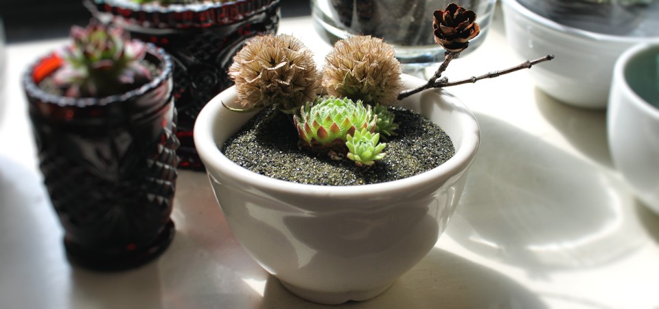 Luminous Green Succulents in White Bowl