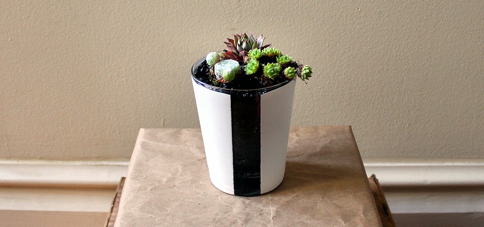 Three Succulent Varieties in Hand-Dipped Jar