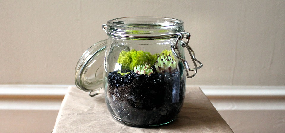 Three Green Succulents in Vintage Terrarium