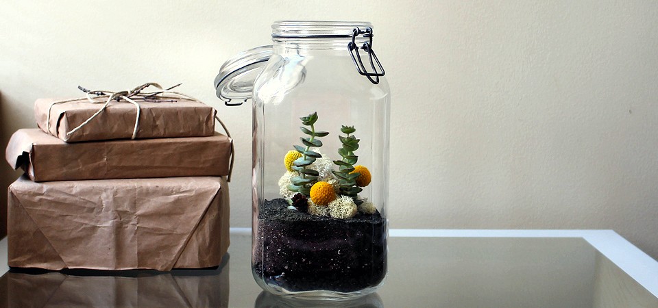 Crassula Perforata in Vintage Storage Jar