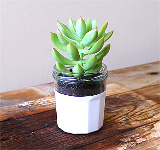 Hand Dipped Jar with High-Rise Succulent