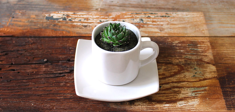 安い購入 NO COFFEE × BOTANIZE × .blnk plastic pot - 観葉植物