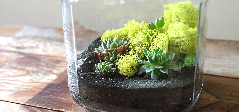 Cracker-Jar Grasshopper Terrarium (Medium) | Planted Pots