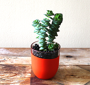 Tomato-Red Planter