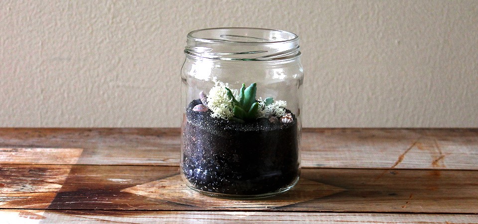 Dainty Seashell Terrarium | Planted Pots