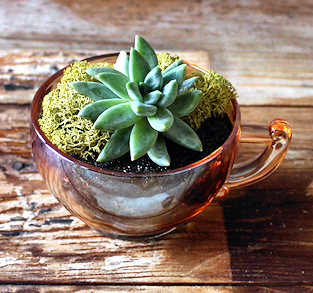 Succulent in Amber-Glass Teacup