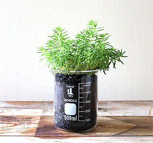 Plant Collection | Planted Pots