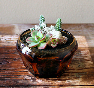 Sedum and Succulents in Vintage Amber Glass Dish